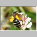 Andrena flavipes - Sandbiene w15a 9mm OS-Hasbergen-Lehmhuegel.jpg